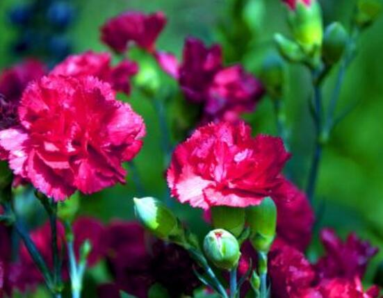 康乃馨如何種植，做好七大方法可鮮艷美麗"
