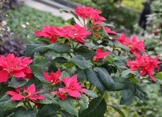 家中養(yǎng)一品紅有什么好處，家中有孕婦能養(yǎng)一品紅嗎"