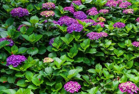 繡球花怎么施肥，繡球花施肥方法"