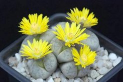 生石花開花還能活嗎，開花后會脫皮但不會死"