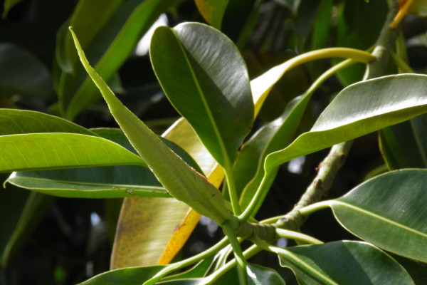 橡皮樹怎么修剪，摘心刻芽/疏除密枝"