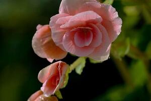 海棠花怎么扦插，海棠花的繁殖方法"