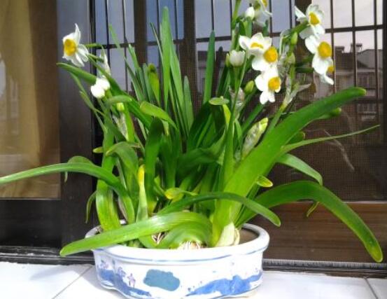 水仙花水養(yǎng)怎么選盆，選圓形、橢圓形、淺盆、淺盤最為合適"