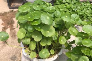 銅錢(qián)草怎么施肥，銅錢(qián)草需要什么肥料"