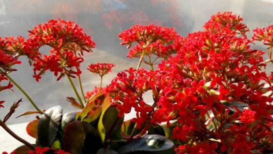 長(zhǎng)壽花可以水培嗎，長(zhǎng)壽花水培方法"