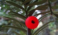 紅豆杉爛根怎么辦，澆水過多是爛根主要原因之一"