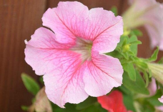 牽牛花的功效與作用，牽?；ㄆ叽蠊πc作用"