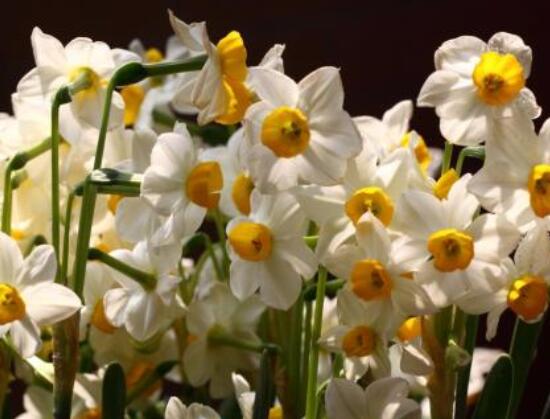 關(guān)于水仙花的知識，老農(nóng)解析五個最全面的概述"