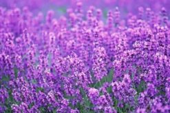 薰衣草種植方法全過程，薰衣草播種繁殖步驟"