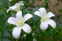 九里香盆栽怎么養(yǎng)，必須要掌握的5大要點(diǎn)"