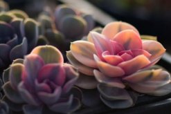 寶石花為什么非常耐旱，因?yàn)樗娜~子能夠蓄水"