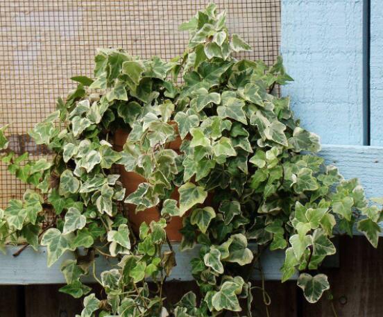 常春藤和常青藤一樣嗎，教你三種區(qū)別方法(形態(tài)/生長環(huán)境/作用)"