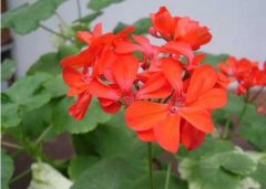 天竺葵施什么肥好，天竺葵怎么施肥"