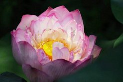 荷花什么時候掉葉，秋季葉子會自然枯萎"