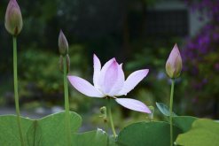 家庭荷花的養(yǎng)殖方法，以下5點(diǎn)必須牢記"