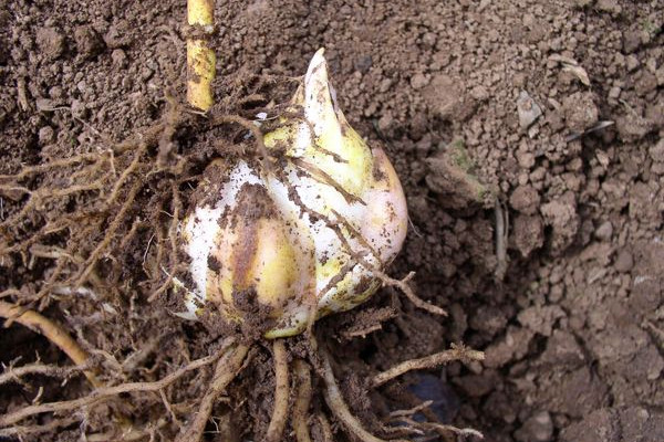 香水百合種球種植方法，種球清洗消毒后才可種植"