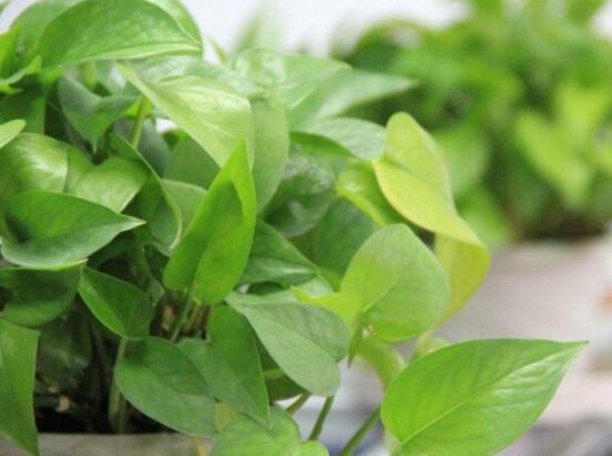 綠蘿移植的方法與技巧，教你簡單五部曲便可輕松掌握"