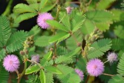 含羞草夏天怎么養(yǎng)，不可忽視的四大要點(diǎn)"