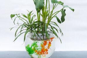 馬蹄蓮可以水培嗎，馬蹄蓮水培方法"