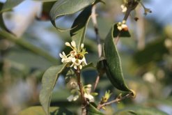 桂花樹(shù)葉子干枯怎么辦，修剪葉片并加強(qiáng)管理"