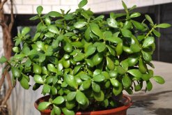 燕子掌怎么養(yǎng)長得快，分析燕子掌養(yǎng)殖6大技巧"