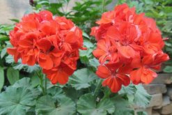 天竺葵的花語(yǔ)是什么，天竺葵的花語(yǔ)及作用介紹"