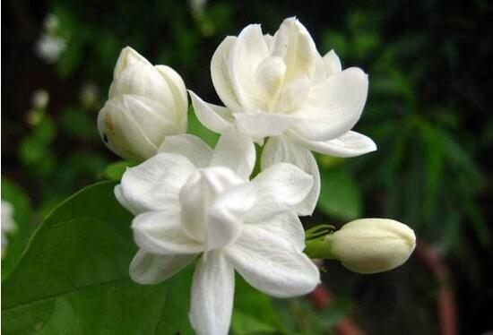 茉莉花什么時(shí)候修剪整枝最好，春秋生長(zhǎng)期、春季前休眠期修剪最好"