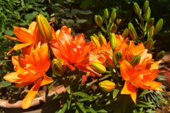 怎樣才能養(yǎng)好百合花，選擇疏松肥沃的砂質(zhì)土壤養(yǎng)護"