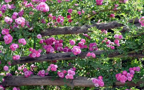 薔薇花怎么施肥，薔薇花施肥方法"