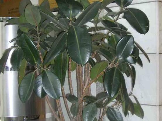 橡皮樹(shù)喜歡什么肥料，氮肥為主、磷鉀肥為輔"