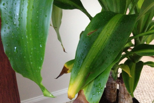 巴西木葉子發(fā)黃怎么辦，遮光控水/換土換盆"