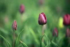 郁金香是哪個(gè)國(guó)家的國(guó)花，土耳其、荷蘭以及匈牙利等其他國(guó)家"