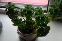 碰碰香幾月份可以扦插，扦插最佳時間在5-10月"