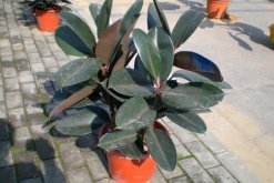 橡皮樹如何砍頭，橡皮樹砍頭全部過程"