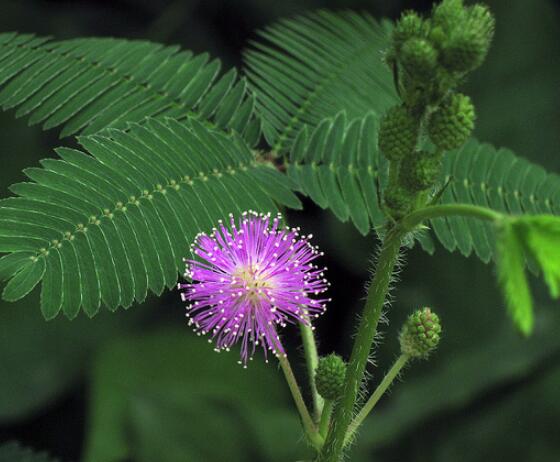 含羞草為什么會(huì)害羞呢，原理為葉子膨壓作用(葉柄所含水分)"