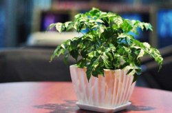 幸福樹多久澆一次水(高溫一天2-3次)，夏天勤澆水冬天少澆水