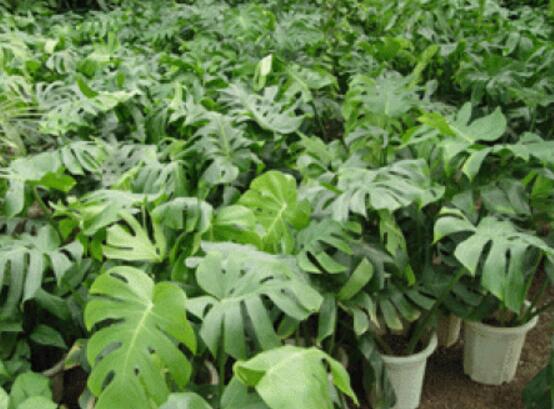 龜背竹爛根了怎么辦，龜背竹爛根解決辦法"