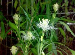 富貴竹開花什么預(yù)兆，富貴竹什么時(shí)候開花"