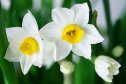 水仙花夏天怎么養(yǎng)，夏季休眠光照溫度適宜"