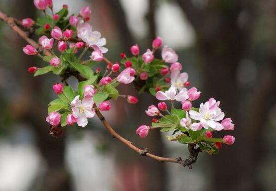 為什么說海棠花不吉利，純屬一種迷信謠言(無科學(xué)依據(jù))"