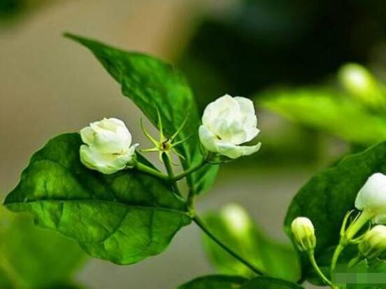 室內(nèi)養(yǎng)茉莉好嗎，殺滅病菌、美化環(huán)境、清神醒目"