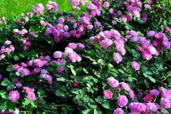 薔薇花的寓意有什么，愛情與思念"