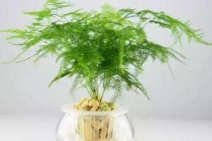 文竹的花語是什么，文竹開花寓意什么兆頭"