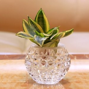 虎皮蘭怎么水培，虎皮蘭的水培方法"