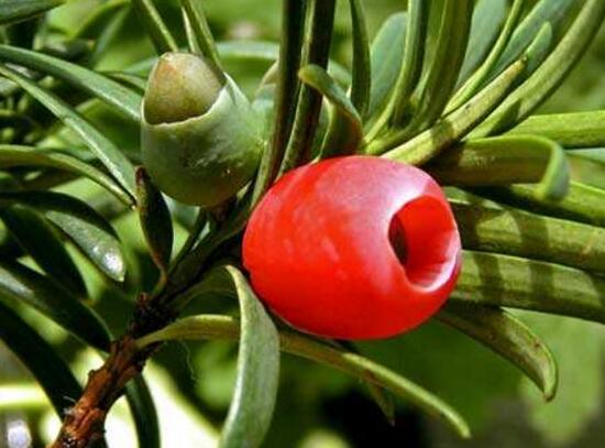 紅豆杉干枯后急救方法，教你四種方法輕松解決"