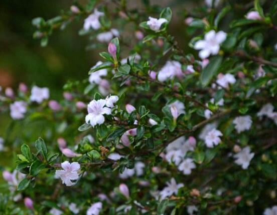 六月雪爛根怎么辦，六月雪爛根解決辦法"