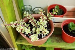 多肉雅樂之舞怎么扦插，5步即可完成扦插"