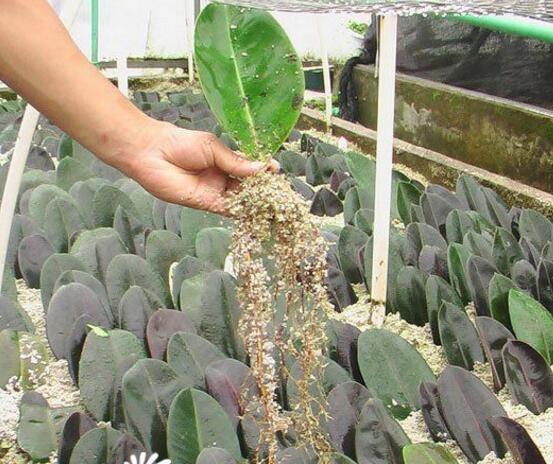 橡皮樹怎么繁殖，橡皮樹繁殖方法"