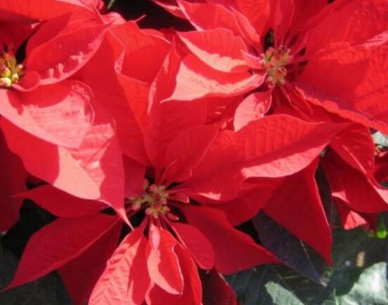 一品紅怎么繁殖，一品紅繁殖方法"