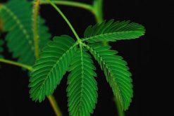 含羞草一直閉合不開，導(dǎo)致含羞草閉合的5種原因"